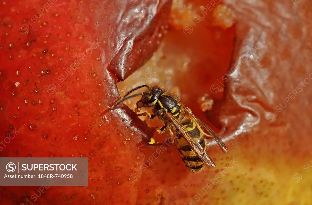 Common wasp (Vespula vulgaris) nibbling on rotten fruit