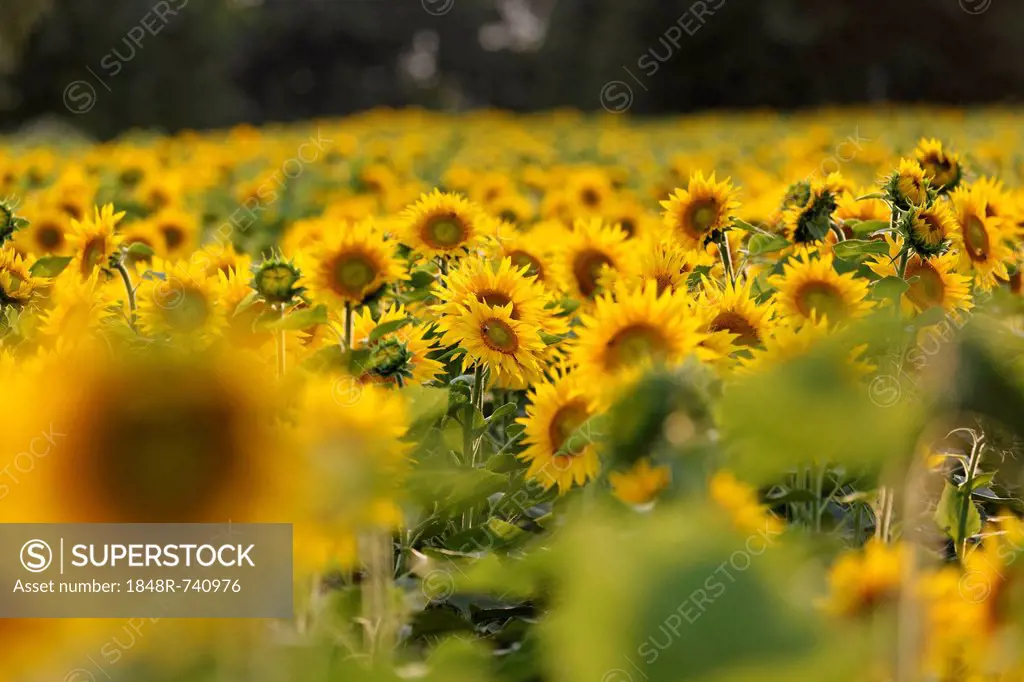 Sunflower field, Feldkirchen an der Donau, Muehlviertel region, Upper Austria, Austria, Europe
