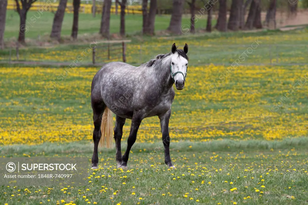 Horse on a pasture, Thuringia, Germany, Europe