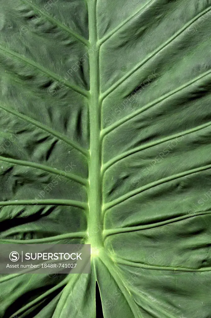 Leaf, pattern