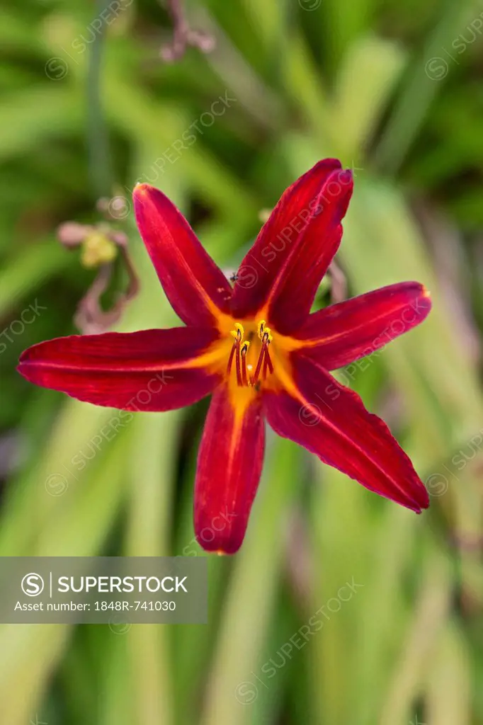 Daylily (Hemerocallis), red