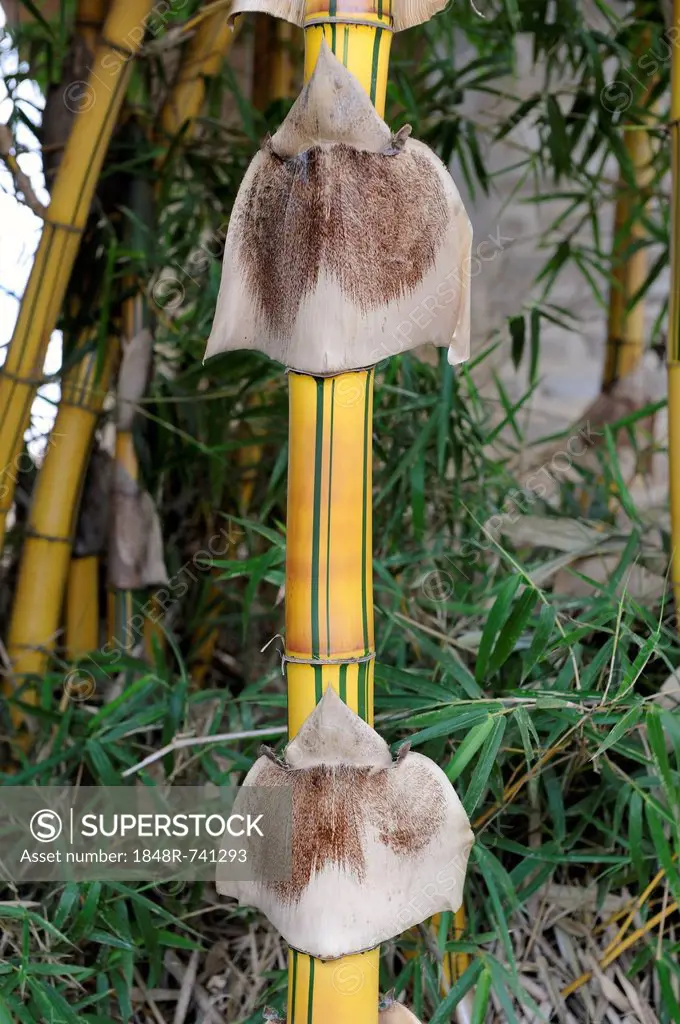 Laotian spiecies of bamboo, probably Yellow bamboo with nodules, near Phansavan, Laos, Southeast Asia