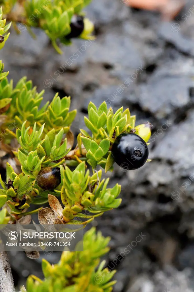 Kukaenene (Coprosma ernodeoides), berries, Mauna Ulu, Hawaii Volcanoes National Park, Big Island, Hawaii, USA