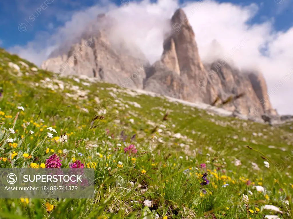 The peaks of Tre Cime di Lavaredo with a colourful alpine meadow, Dolomiti di Sesto National Park, Sexten Dolomites, Hochpustertal, High Puster Valley...
