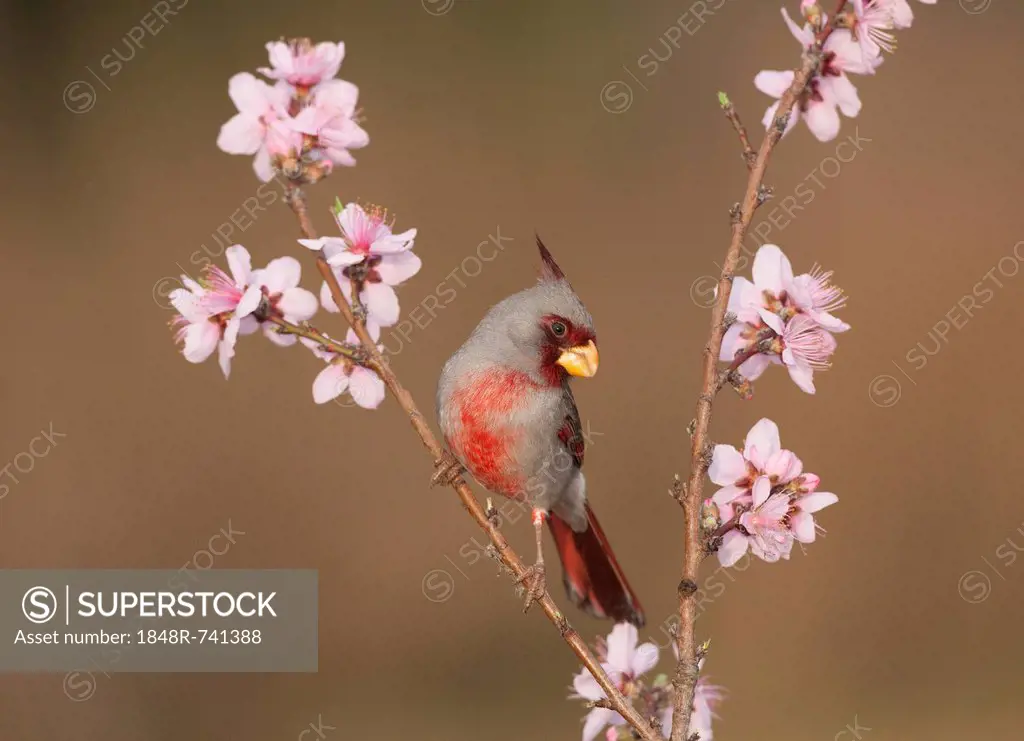 Pyrrhuloxia or Desert Cardinal (Cardinalis sinuatus), male perched on blooming peach tree (Prunus persica), Starr County, Rio Grande Valley, South Tex...
