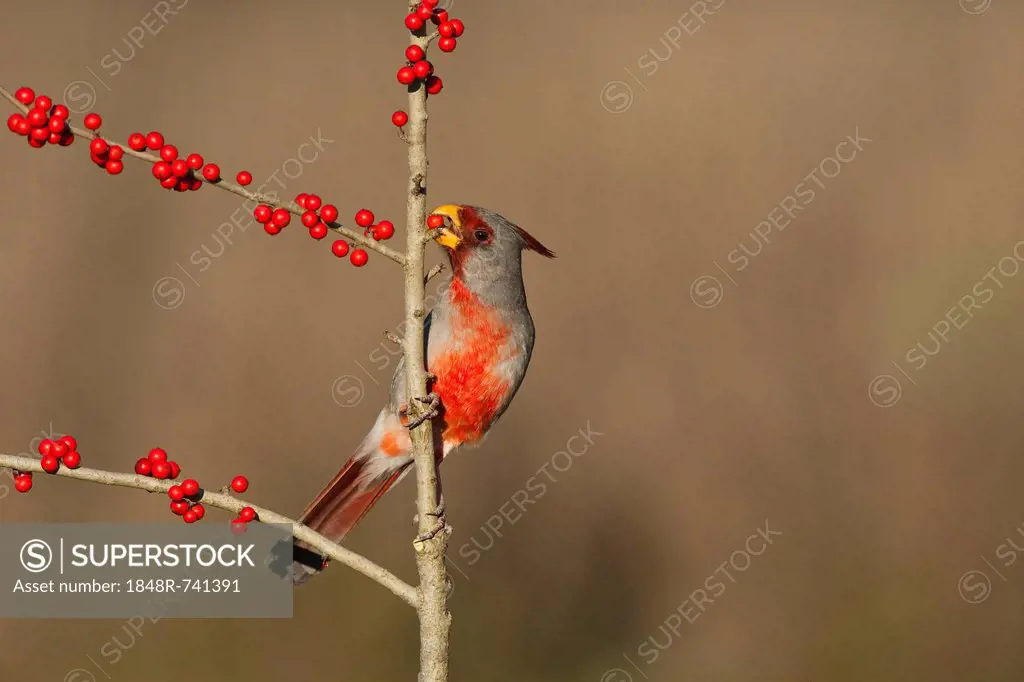 Pyrrhuloxia or Desert Cardinal (Cardinalis sinuatus), male feeding on Possum Haw Holly (Ilex decidua), berries, Starr County, Rio Grande Valley, South...