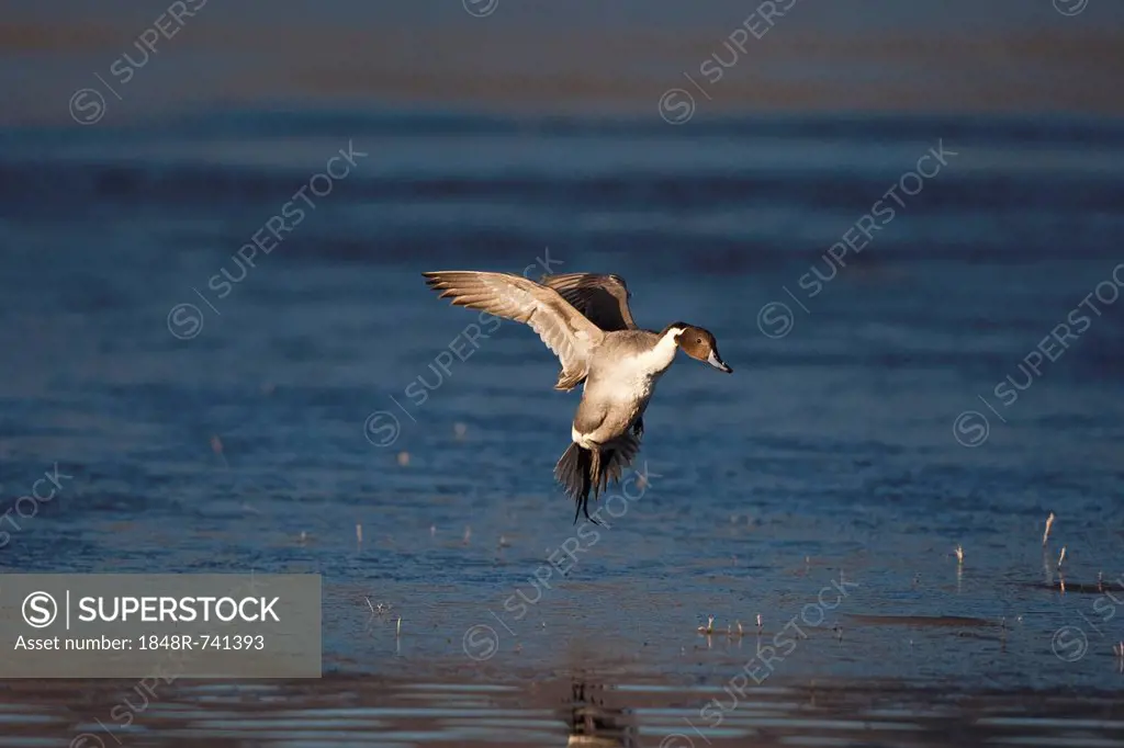 Northern Pintail (Anas acuta), adult male landing, Bosque del Apache National Wildlife Refuge, New Mexico, USA