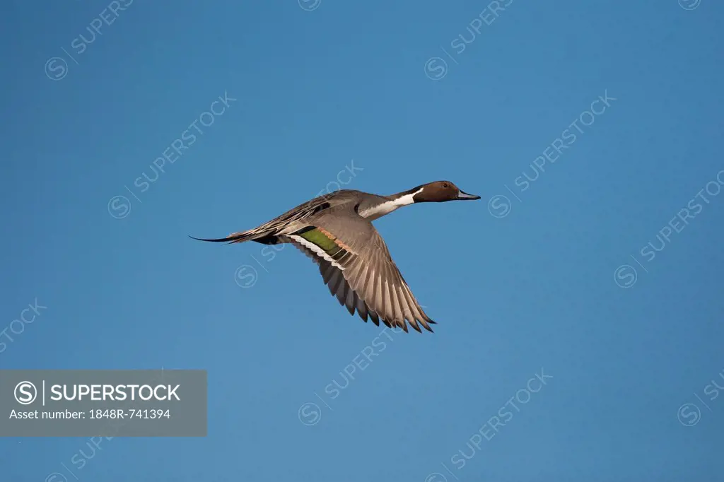 Northern Pintail (Anas acuta), adult male flying, Bosque del Apache National Wildlife Refuge, New Mexico, USA