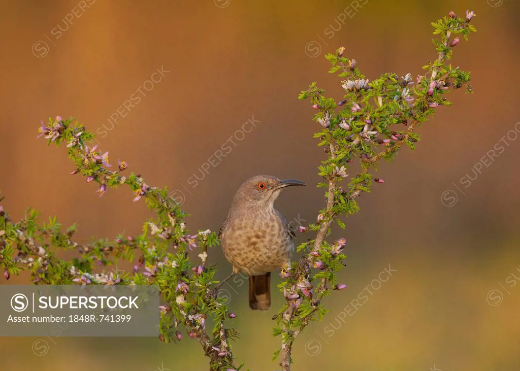 Curve-billed Thrasher (Toxostoma curvirostre), adult perched on blossoming shrub, Starr County, Rio Grande Valley, South Texas, USA