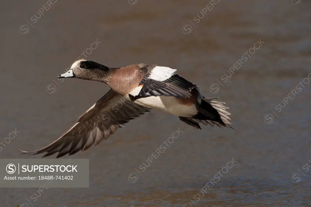 American Wigeon (Anas americana), adult male in flight, Bosque del Apache National Wildlife Refuge, New Mexico, USA