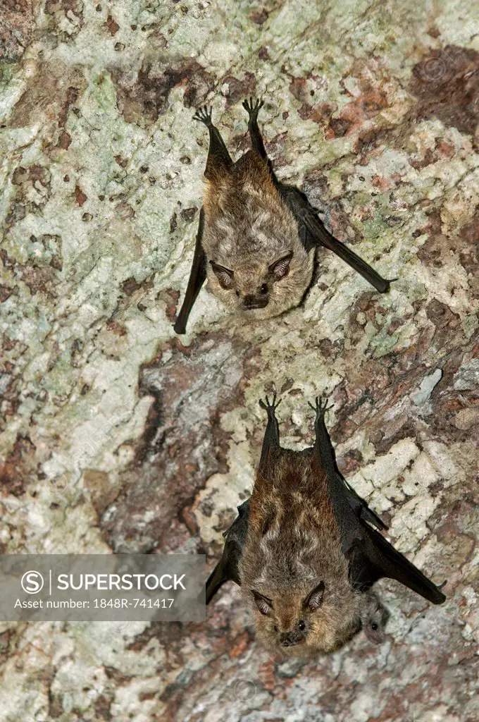 Species of fruit-eating bats (Stenodermatinae), Tiputini rainforest, Yasuni National Park, Ecuador, South America