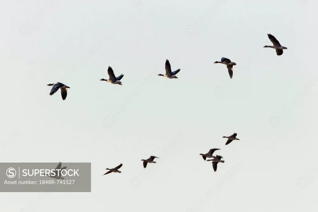 Greylag Geese (Anser anser) in flight, Ruegen Island, Mecklenburg-Western Pomerania, Germany, Europe