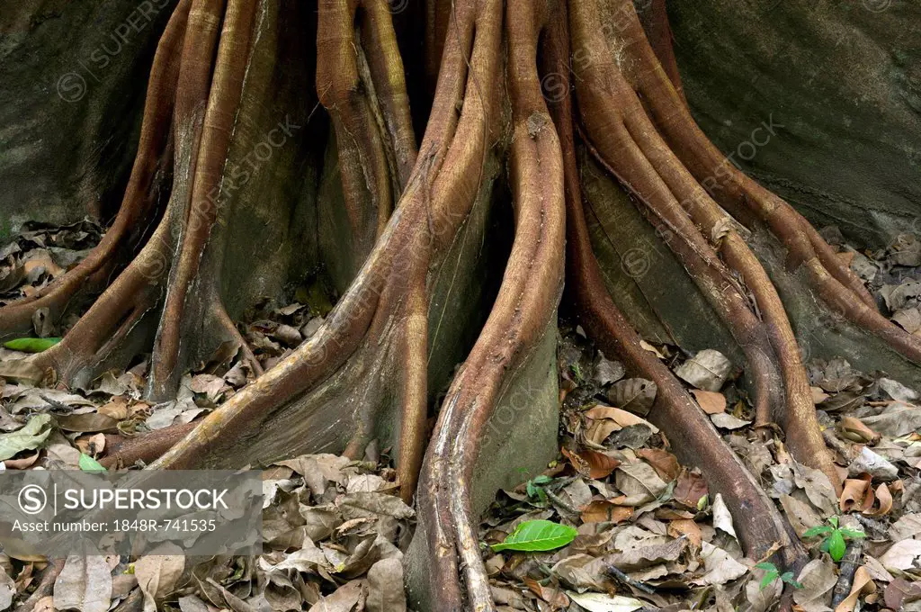 Roots of a Fig tree (Ficus maxima), Sirena, Corcovado National Park, Province of Puntarenas, Costa Rica, Central America