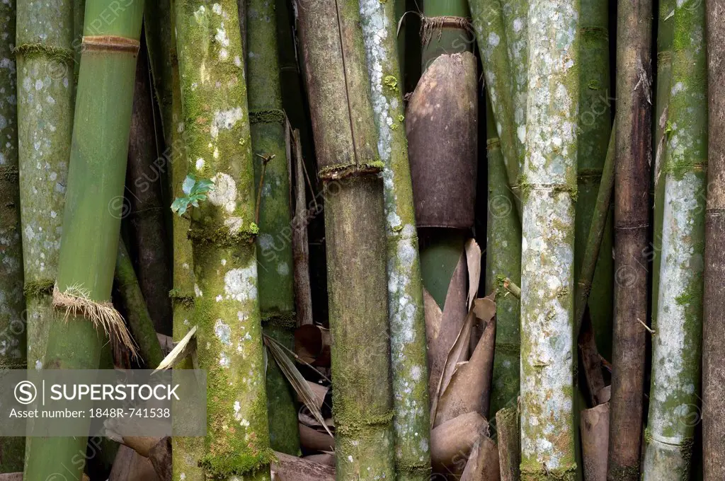 Bamboo trees, bamboo (Bambuseae), Wilson Botanical Garden, San Vito, Puntarenas Province, Costa Rica, Central America