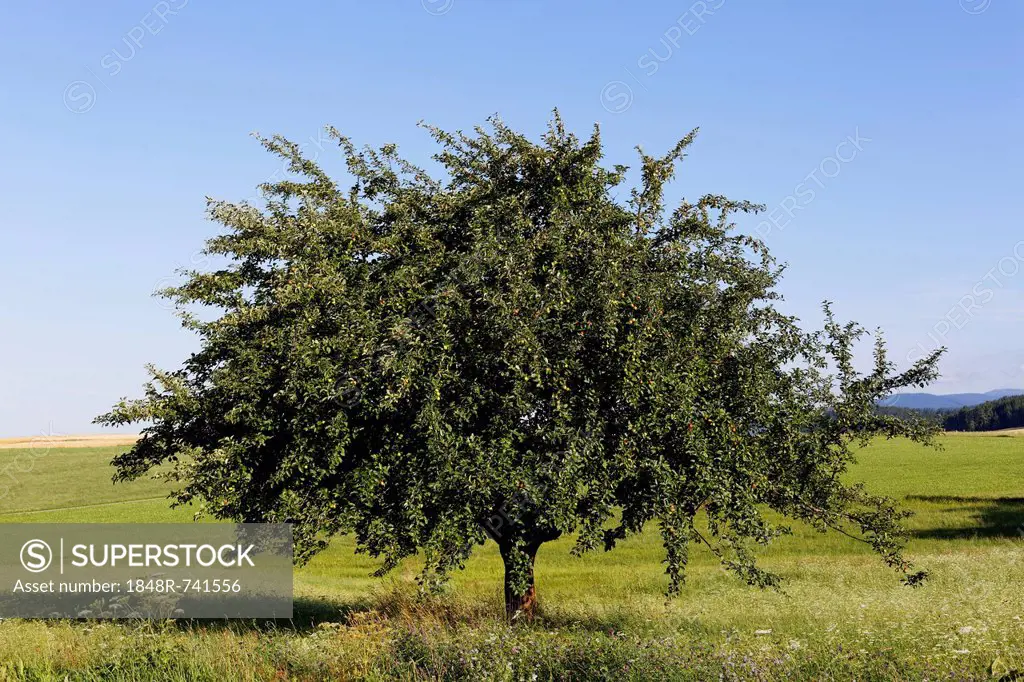 Apple tree, Aigen, Muehlviertel region, Upper Austria, Austria, Europe