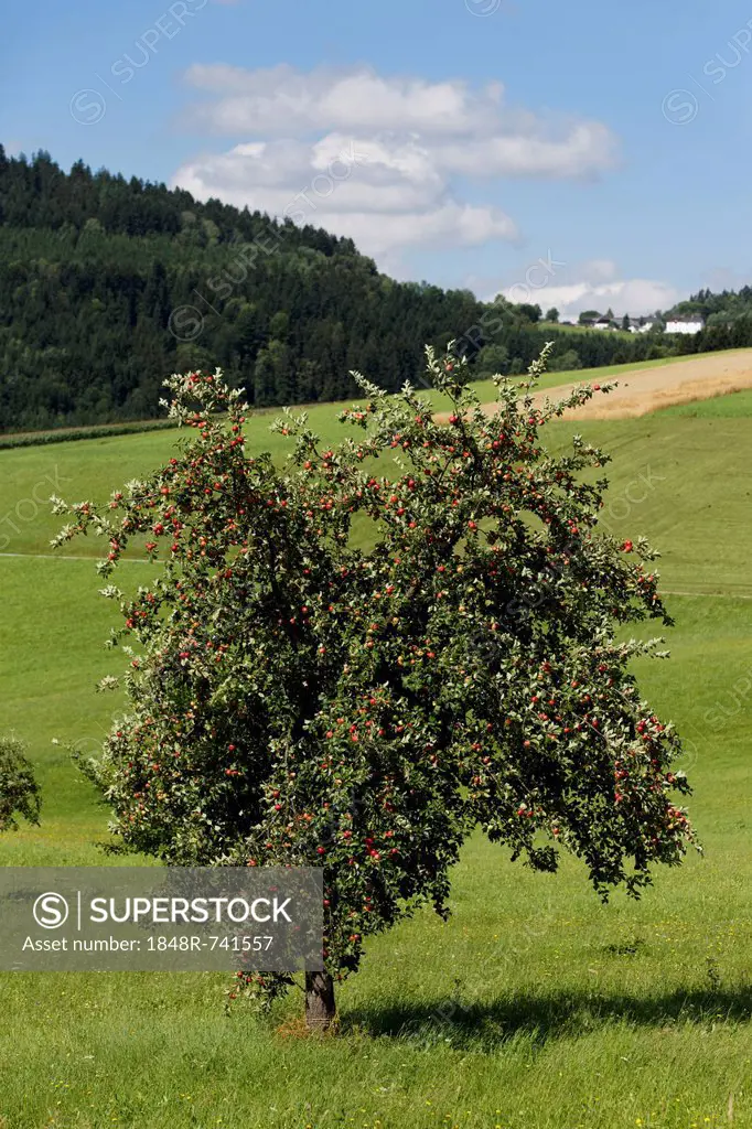 Apple tree, Sankt Oswald near Haslach, Muehlviertel region, Upper Austria, Austria, Europe