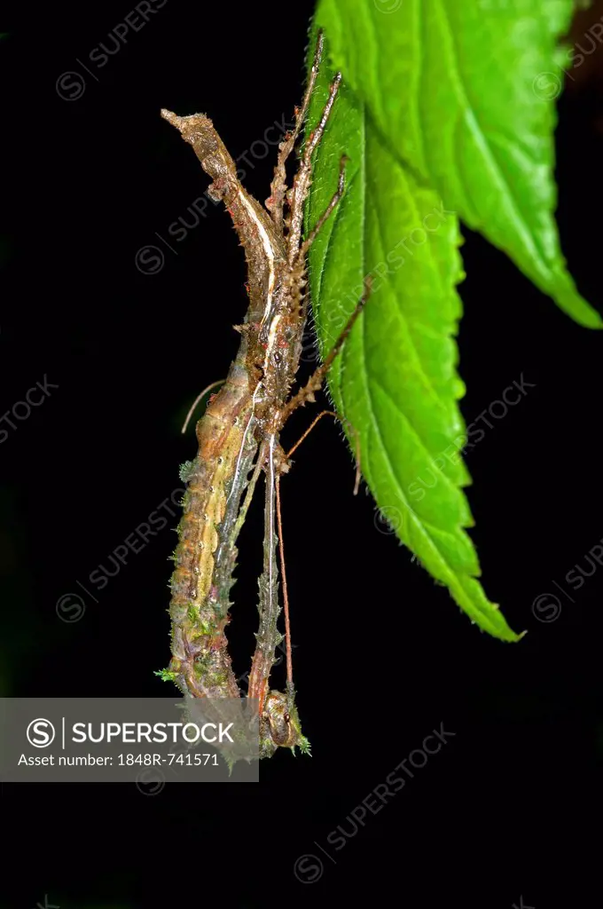A stick insect (Phasmida) sloughing its skin, Tandayapa region, Andean cloud forest, rainforest, Ecuador, South America