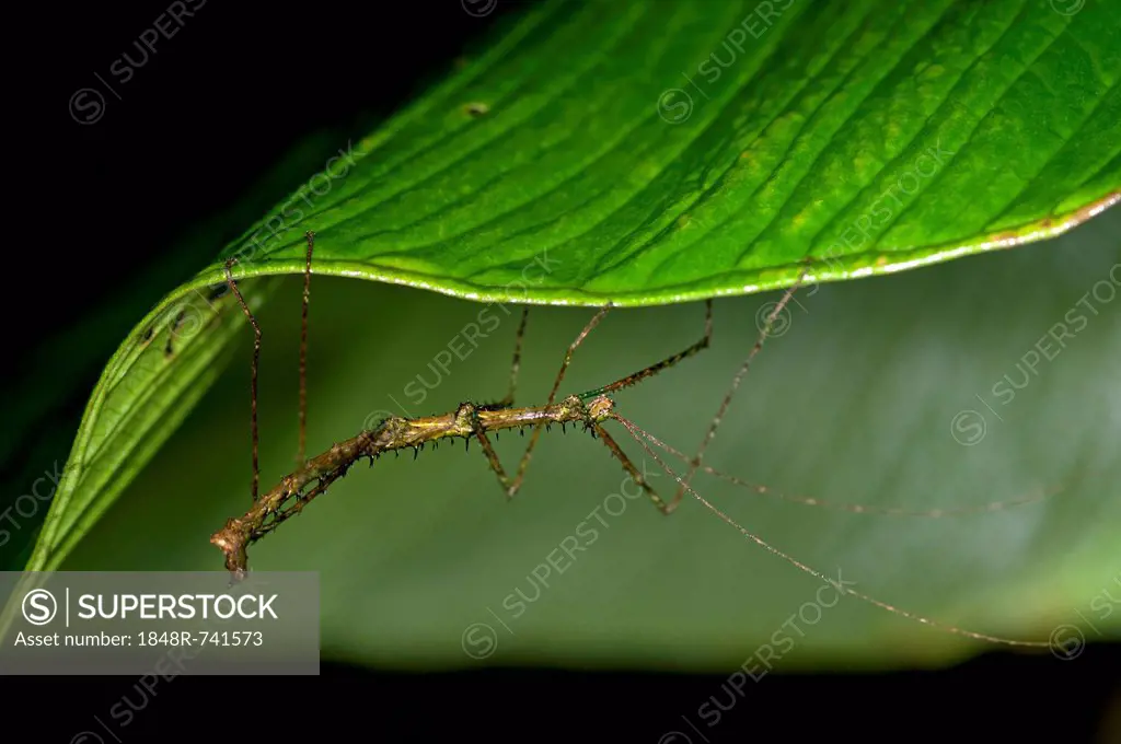 Stick insect (Phasmida) perched on a leaf, Tandayapa region, Andean cloud forest, rainforest, Ecuador, South America