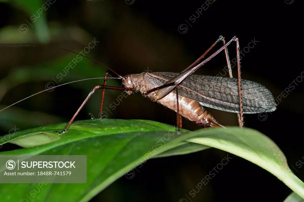 Bush-cricket (Pseudophyllinae spec.), Tiputini rainforest, Yasuni National Park, Ecuador, South America