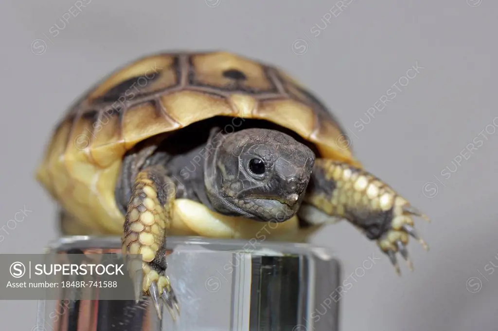 Hermann's tortoise (Testudo hermanni), juvenile