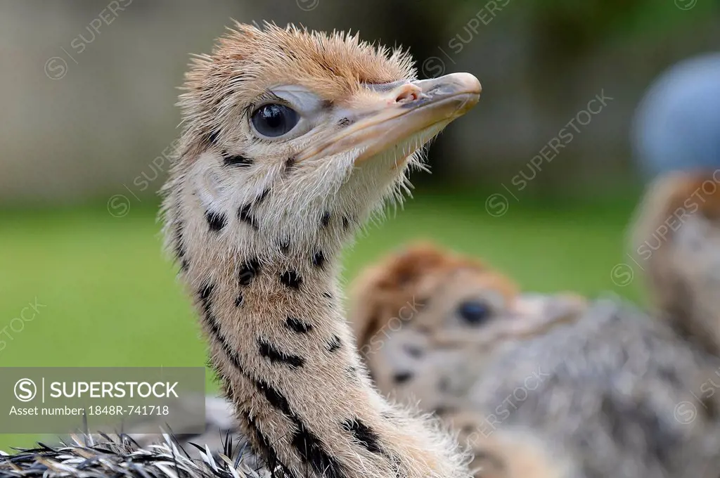 Ostrich (Struthio camelus), chick, ostrich farm, captive, Wermelskirchen, North Rhine-Westphalia, Germany, Europe