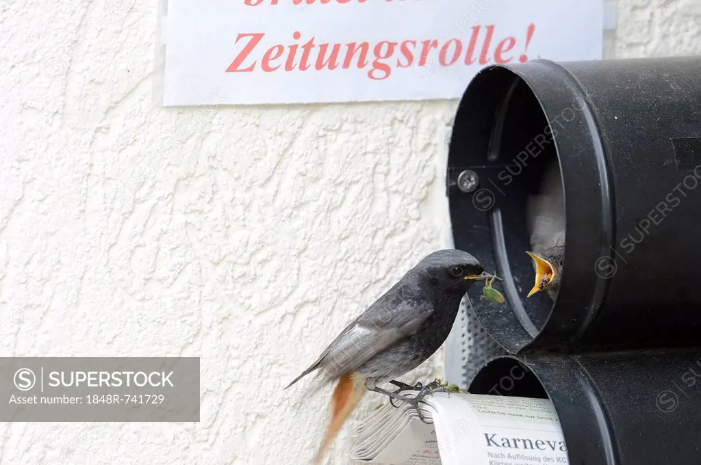 Black Redstart (Phoenicurus ochruros) breeding in a newspaper letterbox, Kuerten, North Rhine-Westphalia, Germany, Europe