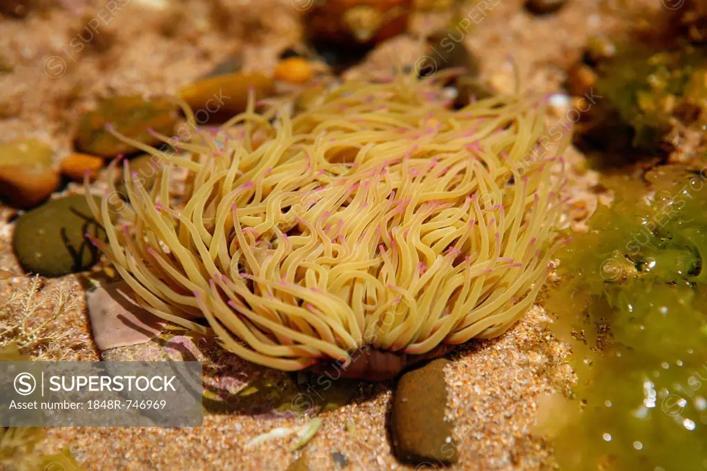 Snakelocks anemone (Anemonia sulcata), French Atlantic Coast near Saint-Jean-de-Luz, Aquitaine, Département Pyrénées-Atlantiques, France, Europe