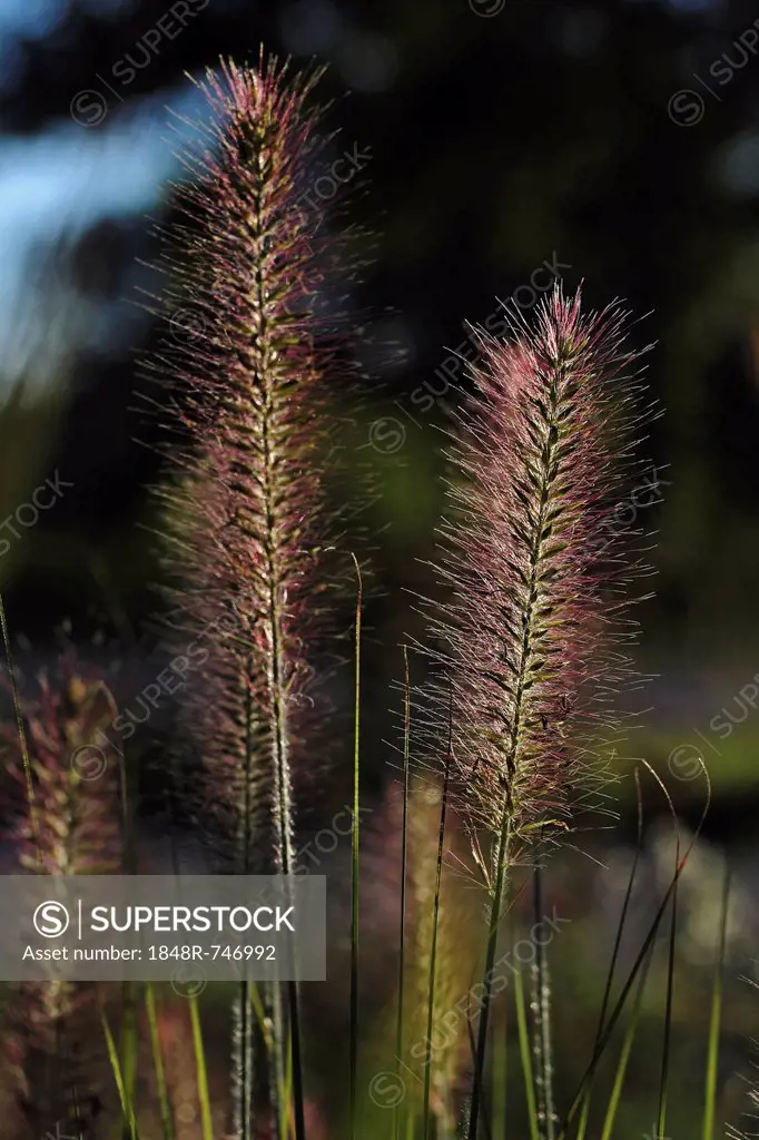 Chinese pennisetum, Dwarf fountain grass (Pennisetum alopecuroides), Baden-Wuerttemberg, Germany, Europe