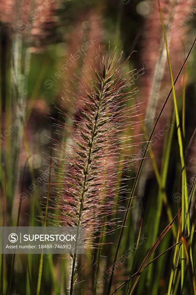 Chinese pennisetum, Dwarf fountain grass (Pennisetum alopecuroides), Baden-Wuerttemberg, Germany, Europe