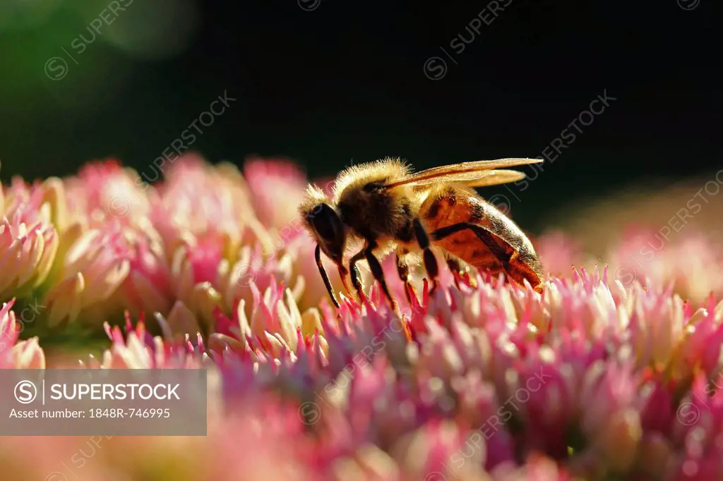 Honey bee (Apis sp.), Baden-Wuerttemberg, Germany, Europe