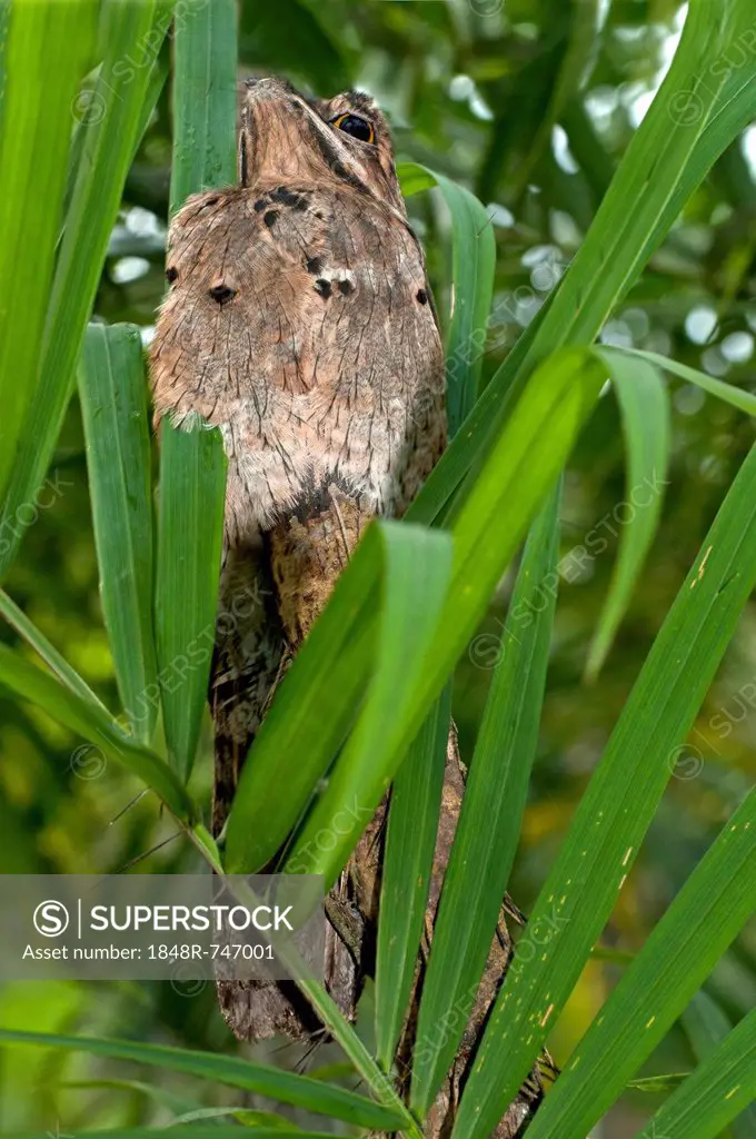 Perfectly camouflaged Common Potoo (Nyctibius griseus) breeding on a tree stump with its short beak pointing upwards to imitate a branch, Tiputini Rai...