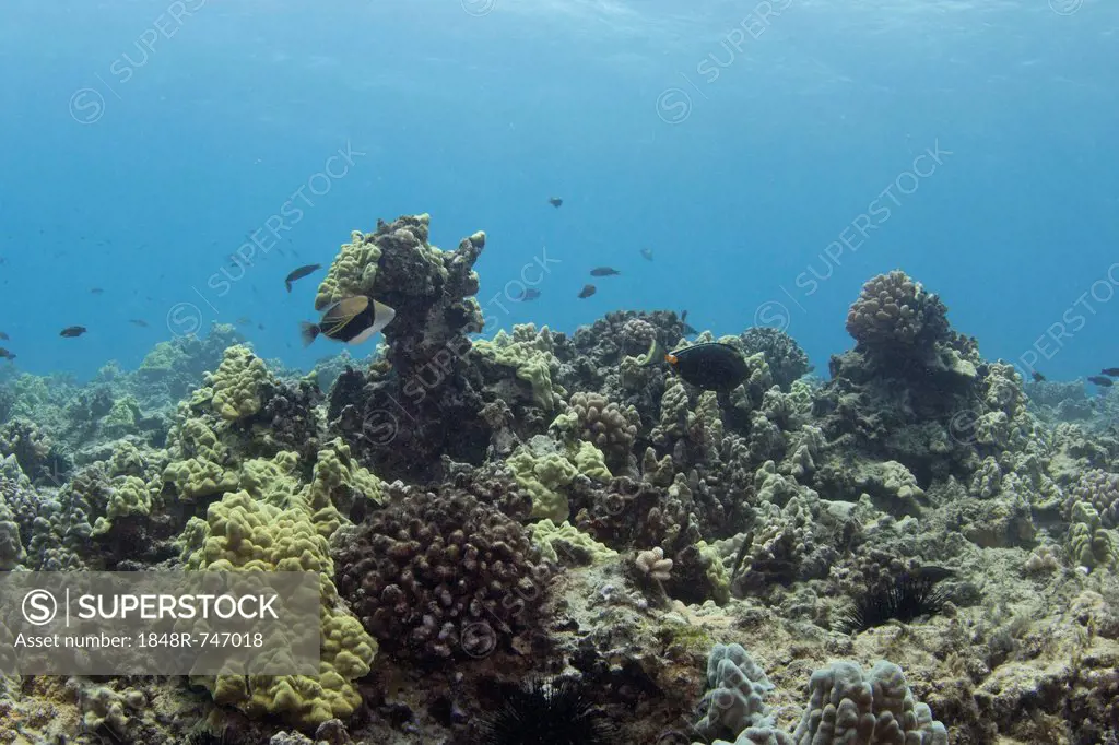 Reef, rectangular or wedge-tail triggerfish, also known by its Hawaiian name Humuhumunukunukuapuaa (Rhinecanthus rectangulus), Hawaiian state fish, Ma...