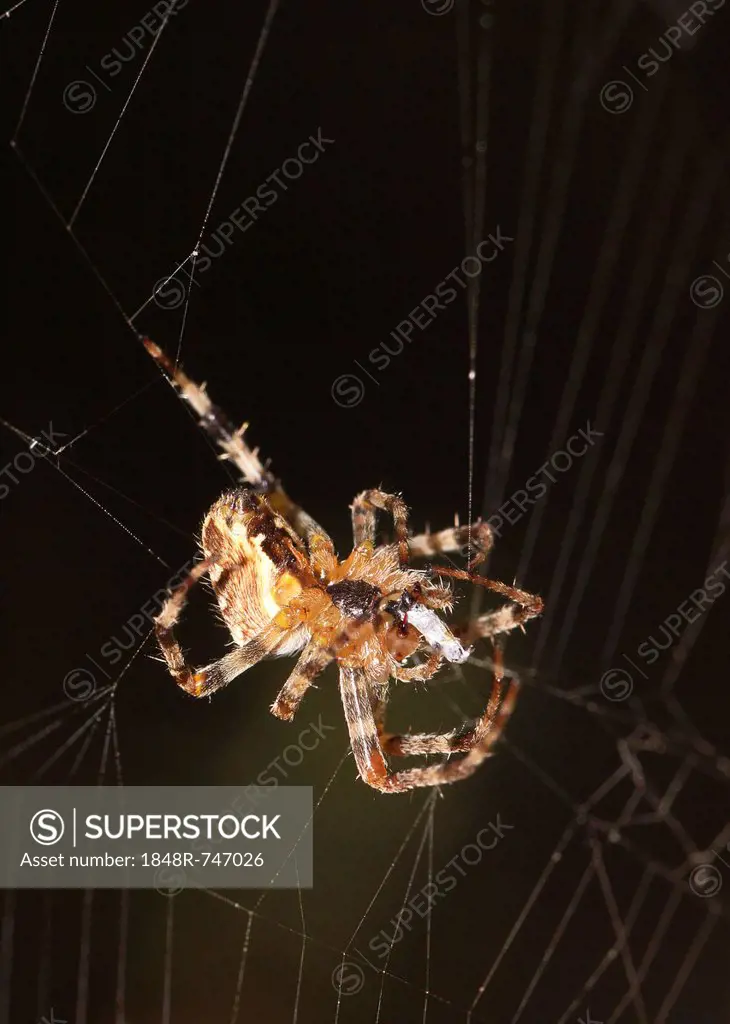 European garden spider (Araneus diadematus), spider of the year 2010