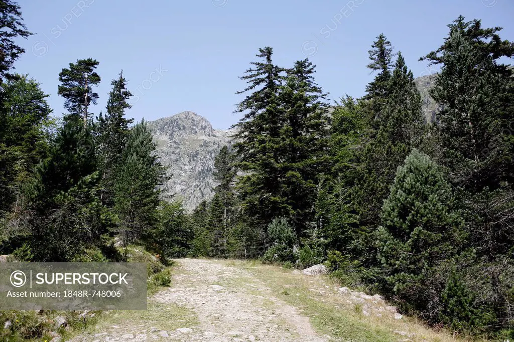Hiking path, landscape in the Pyrenees, French Pyrenees, national park near Argeles-Gazost, Midi-Pyrenees region, Hautes-Pyrenees département, France,...