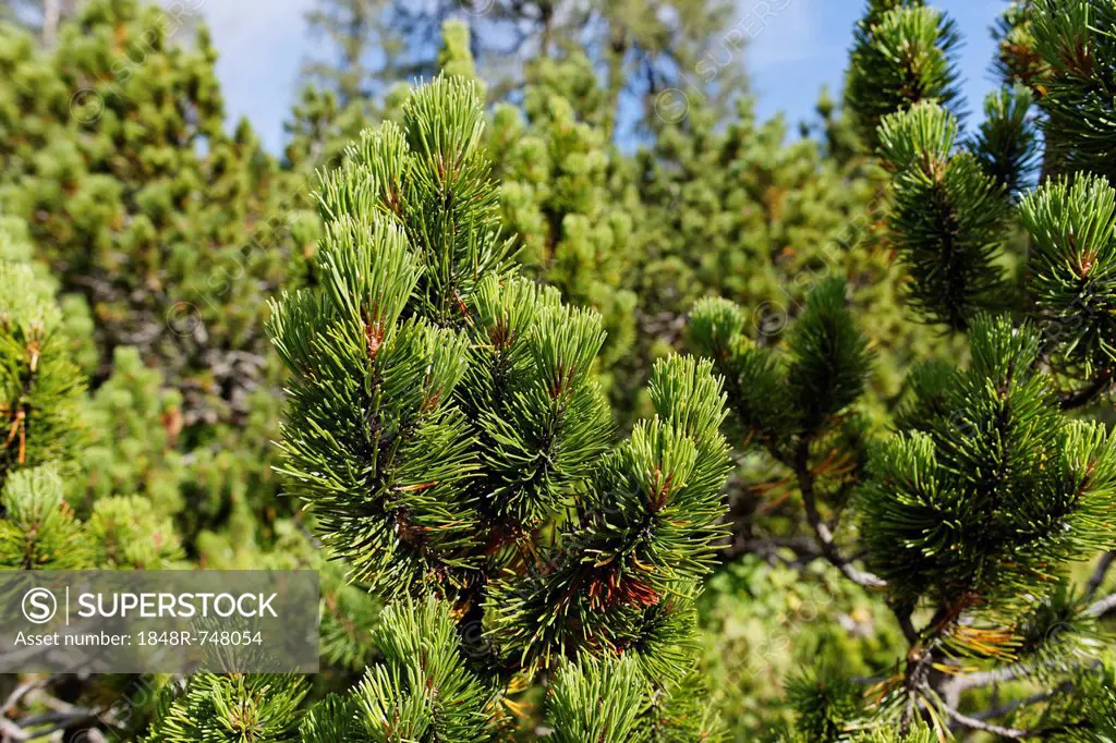 Mountain Pine or Mugo Pine (Pinus mugo subsp. Mugo), Hutterer Hoess, Upper Austria, Austria, Europe