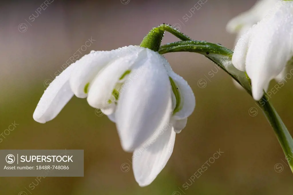 Spring Snowflake (Leucojum vernum), Hesse, Germany, Europe