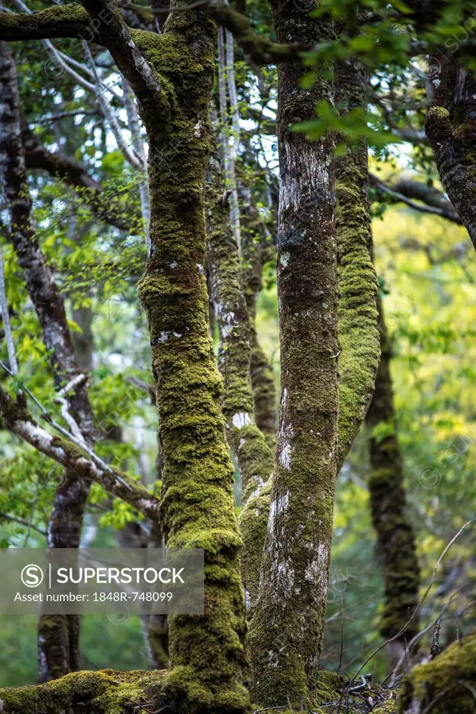 Jungle, mossy tree trunks, Glenveagh National Park, County Donegal, Republic of Ireland