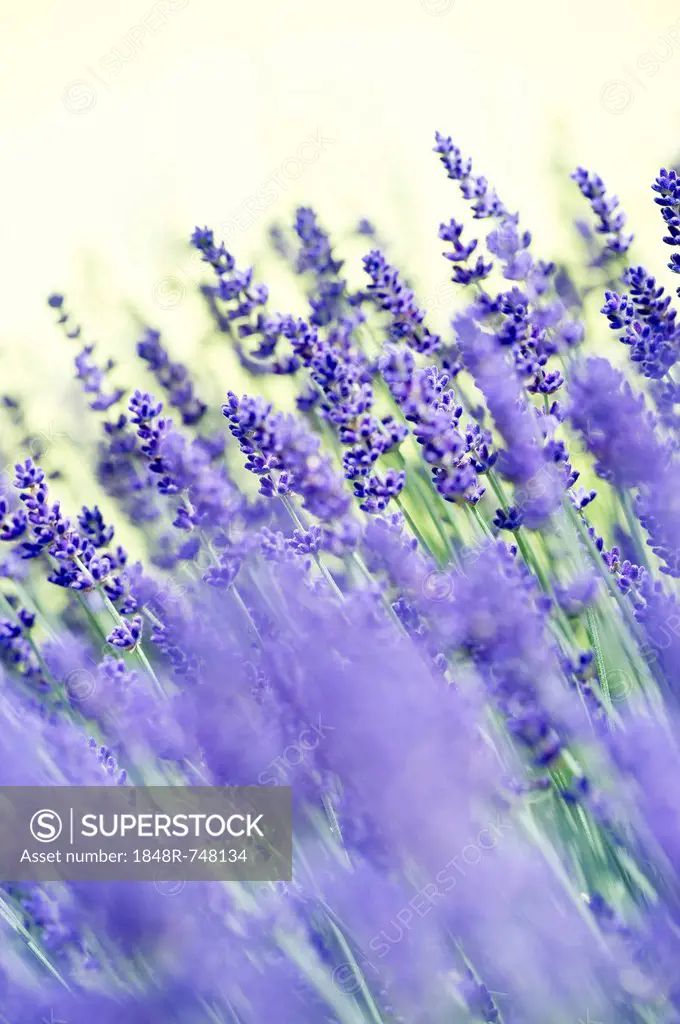 Lavender (Lavandula angustifolia, Syn. Lavandula officinalis, Lavandula vera)