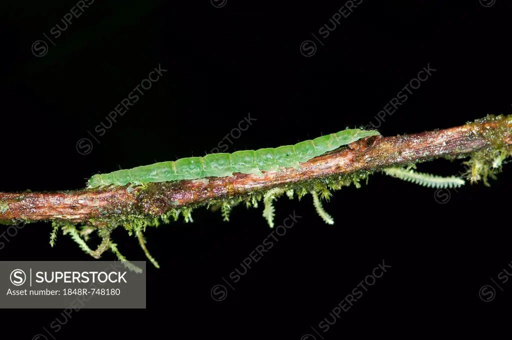 Caterpillar of an Owlet Moth in the genus of Hypena, Noctuidae, Tandayapa region, Andean mist rainforest, Ecuador, South America