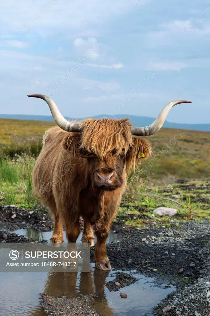 Scottish Highland Cattle or Kyloe, northern Scotland, Scotland, United Kingdom, Europe