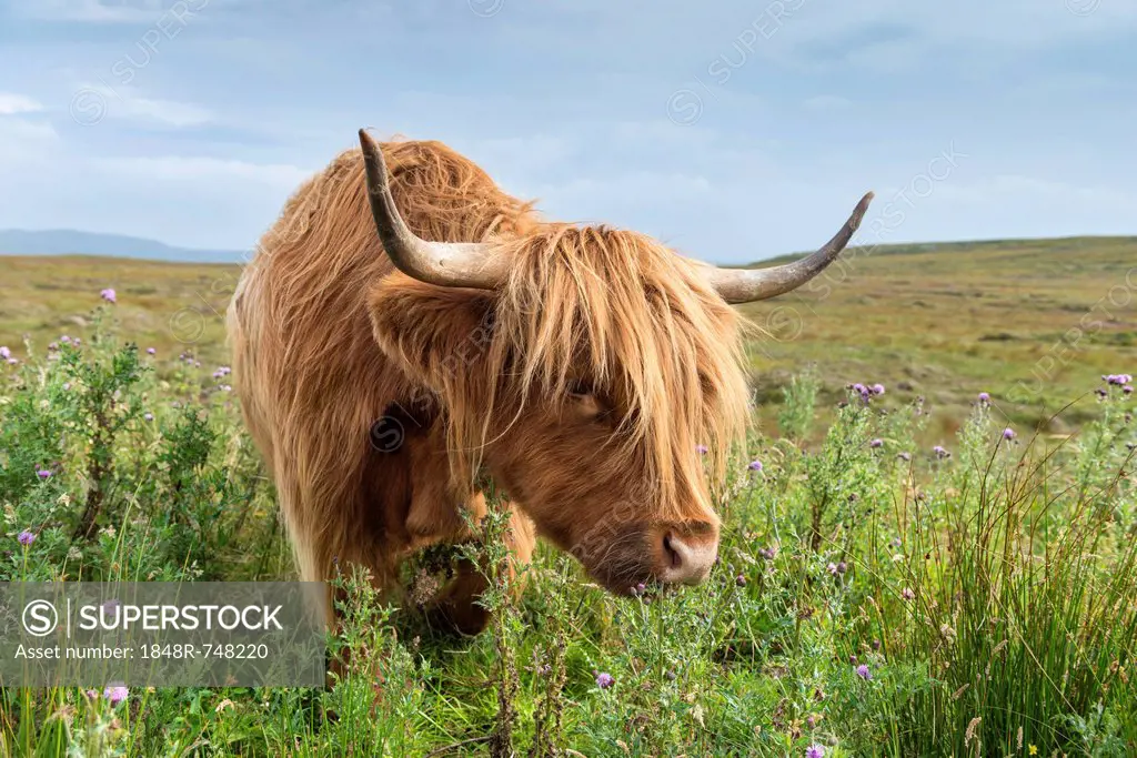 Scottish Highland Cattle or Kyloe grazing on thistle flowers, northern Scotland, Scotland, United Kingdom, Europe