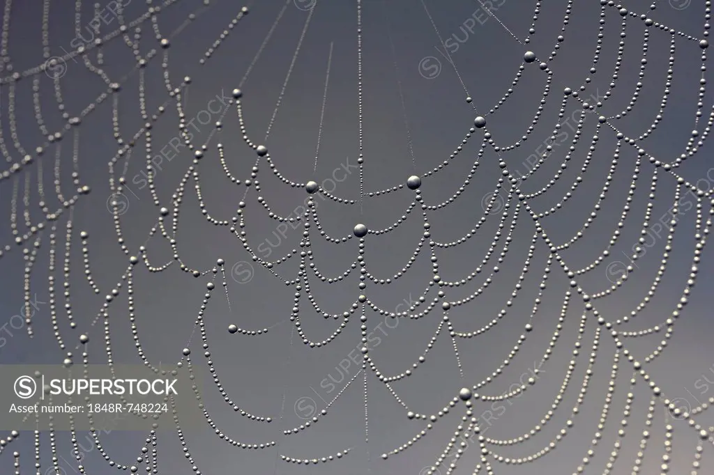 Cobweb, dew, dewdrops