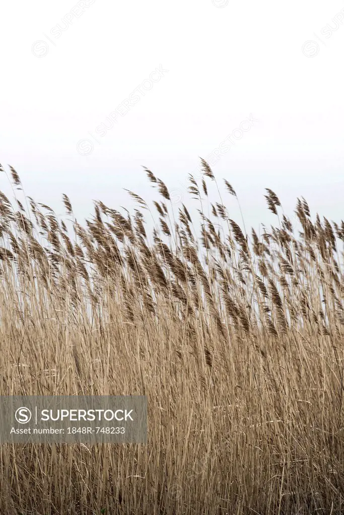 Grasses, Lake Neusiedl, Burgenland, Austria, Europe