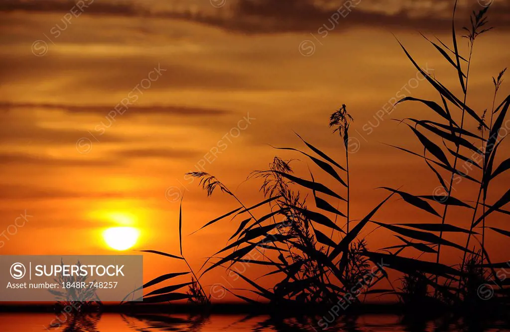 Sunset with reeds
