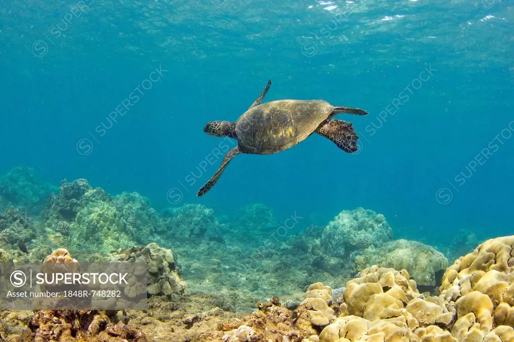 Green sea turtle (Chelonia mydas), Wailea Beach, Maui, Hawaii, USA