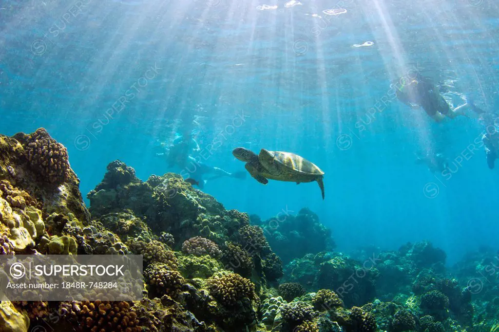 Green sea turtle (Chelonia mydas) with snorkelers, Wailea Beach, Maui, Hawaii, USA