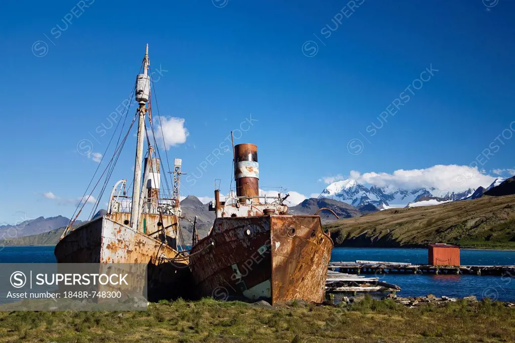 Wrecked whaling ships of the former whaling station of Grytviken, King Edward Cove, South Georgia, South Sandwich Islands, British Overseas Territory,...
