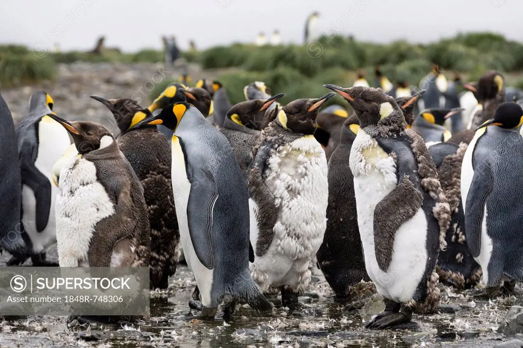Moulting King Penguins (Aptenodytes patagonicus), Salisbury Plains, South Georgia, Antarctica