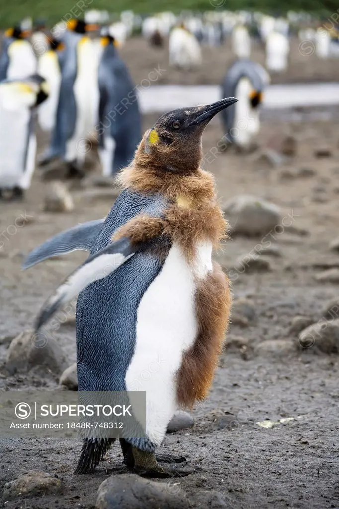 Moulting King Penguin (Aptenodytes patagonicus), Salisbury Plains, South Georgia, Antarctica