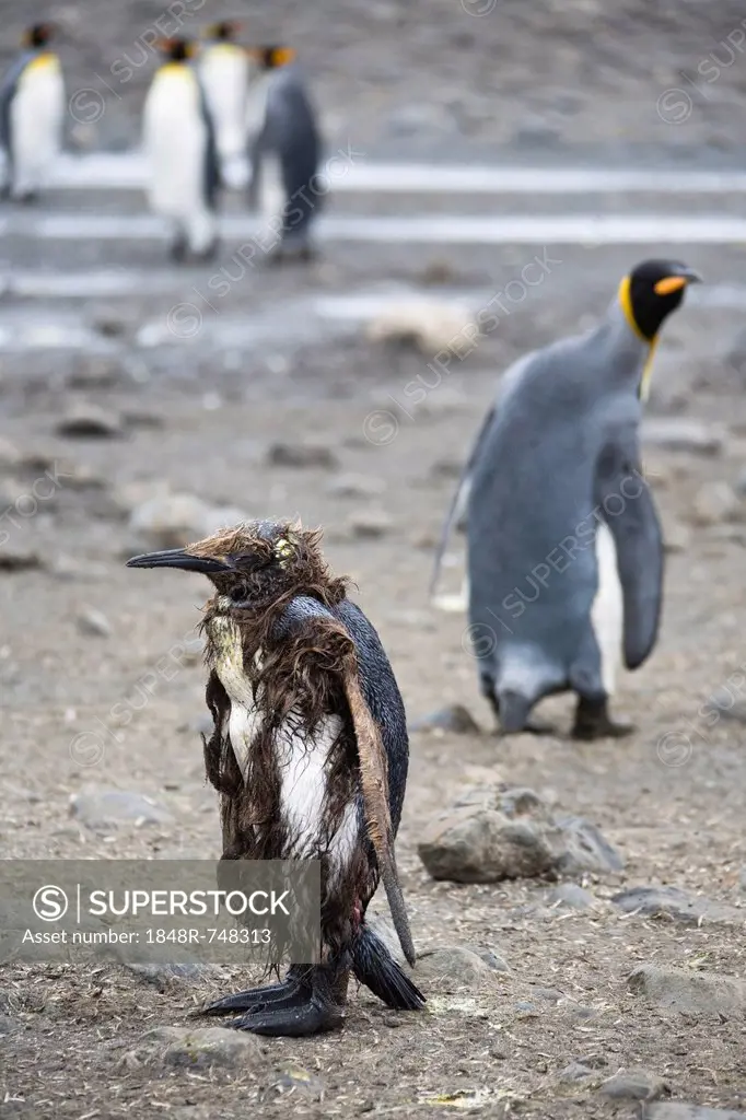 Injured or sick King Penguin (Aptenodytes patagonicus), Salisbury Plains, South Georgia, Antarctica